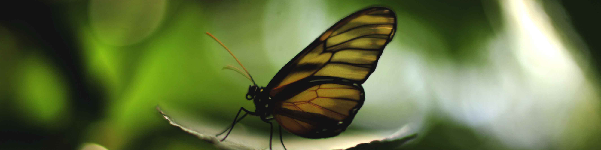 El Jardín Botánico cuenta con aproximadamente 500 especies de plantas